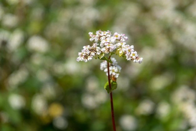 Campo de flores brancas de trigo sarraceno