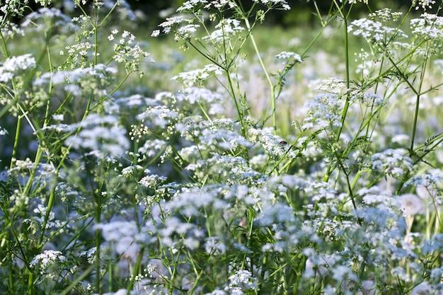 campo de flores brancas no campo de verão