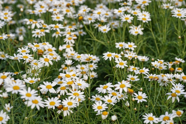 campo de flores brancas