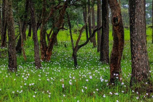 Campo de flores chuvosas na floresta de pinheiros nas montanhas.