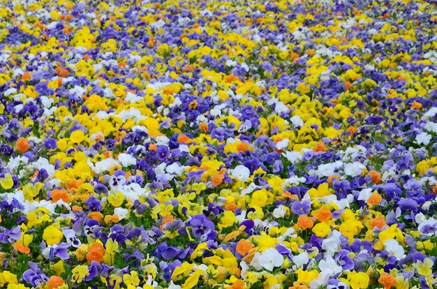 campo de flores coloridas de pansy