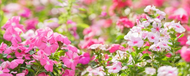 Campo de flores coloridas de pervinca ou vinca.