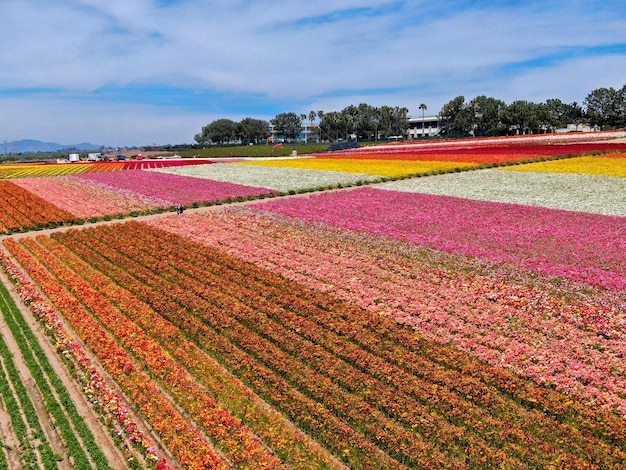 Campo de flores coloridas de Ranúnculo Gigante durante a floração anual que vai de março a meados de maio