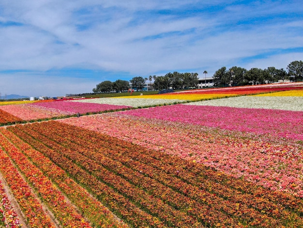 Campo de flores coloridas de Ranúnculo Gigante durante a floração anual que vai de março a meados de maio