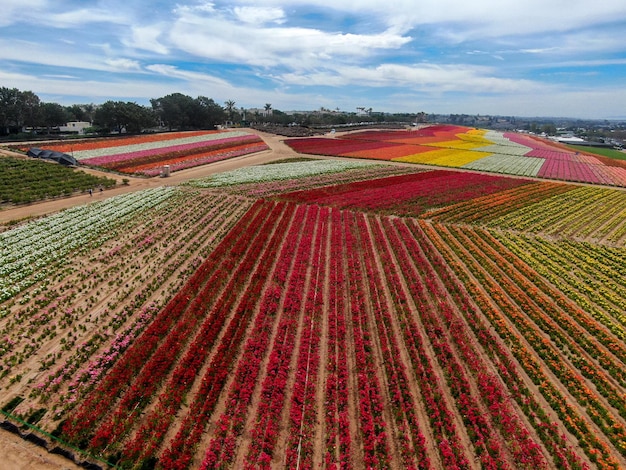 campo de flores coloridas durante a floração anual que vai de março a meados de maio