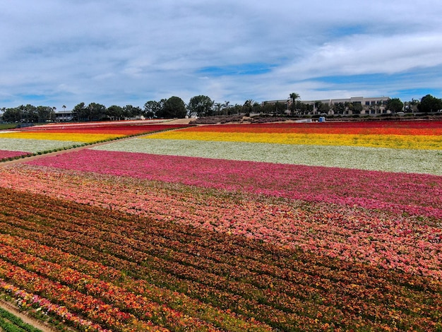 campo de flores coloridas durante a floração anual que vai de março a meados de maio