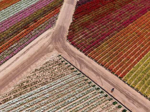 campo de flores coloridas durante a floração anual que vai de março a meados de maio