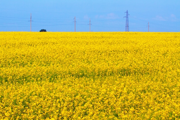 Campo de flores com flores amarelas