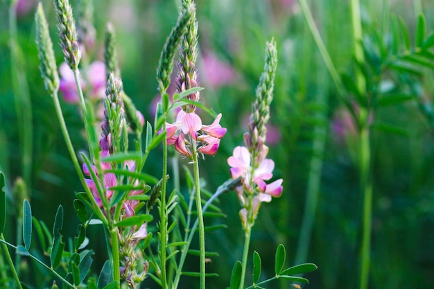 Campo de flores cor de rosa Sainfoin Onobrychis viciifolia Fundo de flores silvestres Agricultura Flores silvestres florescentes de sanfeno ou trevo sagrado