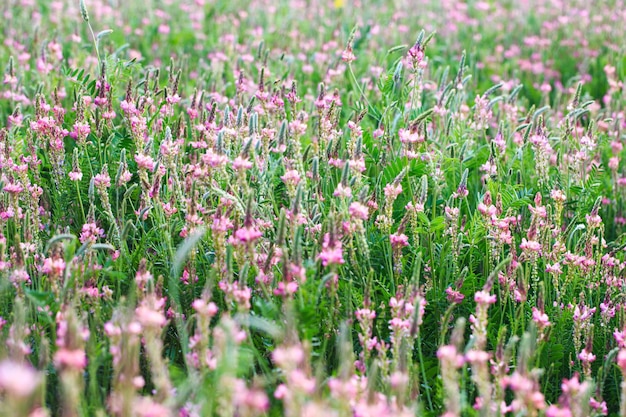 Campo de flores cor de rosa Sainfoin Onobrychis viciifolia Fundo de flores silvestres Agricultura Flores silvestres florescentes de sanfeno ou trevo sagrado