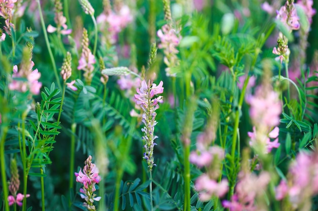 Campo de flores cor de rosa Sainfoin Onobrychis viciifolia Fundo de flores silvestres Agricultura Flores silvestres florescentes de sanfeno ou trevo sagrado