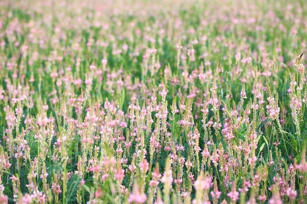 Campo de flores cor de rosa Sainfoin Onobrychis viciifolia Fundo de flores silvestres Agricultura Flores silvestres florescentes de sanfeno ou trevo sagrado