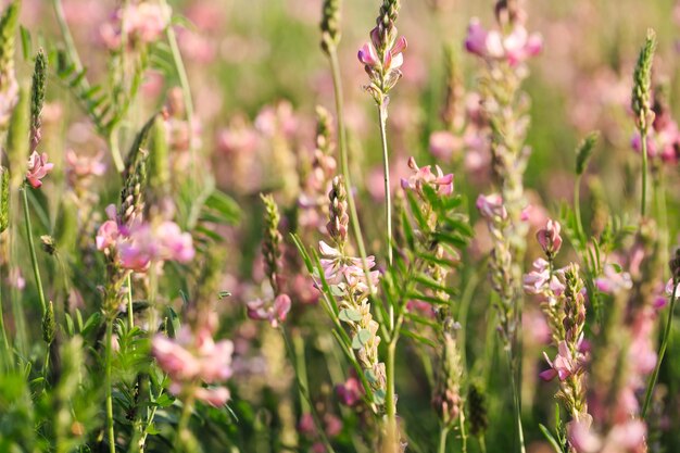 Campo de flores cor de rosa Sainfoin Onobrychis viciifolia Fundo de flores silvestres Agricultura Flores silvestres florescentes de sanfeno ou trevo sagrado