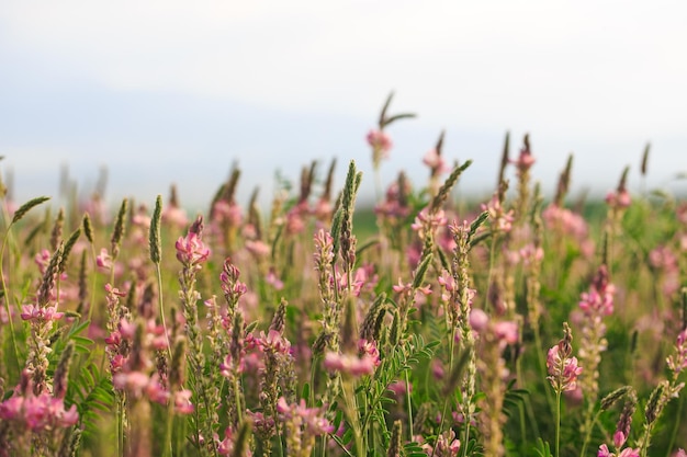 Campo de flores cor de rosa Sainfoin Onobrychis viciifolia Fundo de flores silvestres Agricultura Flores silvestres florescentes de sanfeno ou trevo sagrado