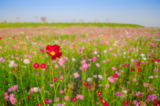 Foto campo de flores cosmos