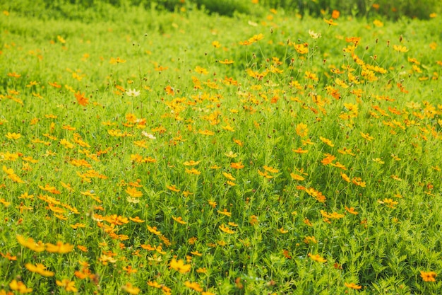 Campo de flores cosmos