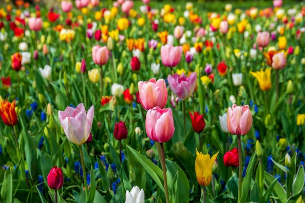 Campo de flores da primavera com uma variedade de tulipas