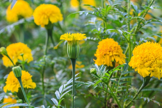 Campo de flores de calêndula