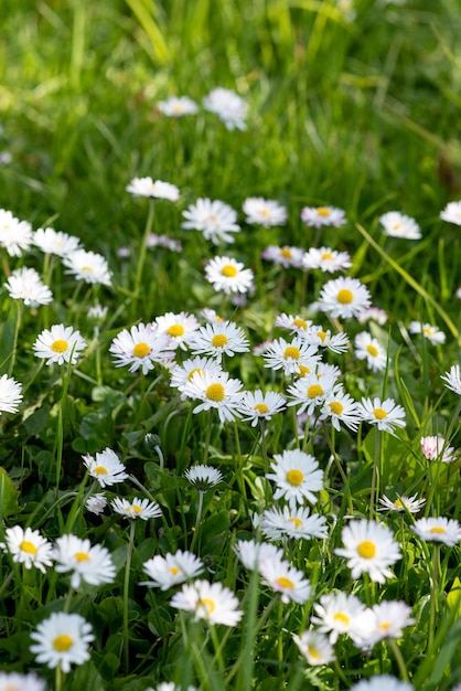 Foto campo de flores de camomila camomila na natureza campo de camomila em dia de sol na natureza flores de margarida de camomila em dia de verão campo de flores de camomila amplo fundo na luz do sol