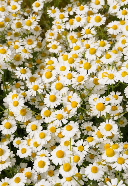 Foto campo de flores de camomila camomila na natureza campo de camomilas em dia ensolarado na natureza camomila