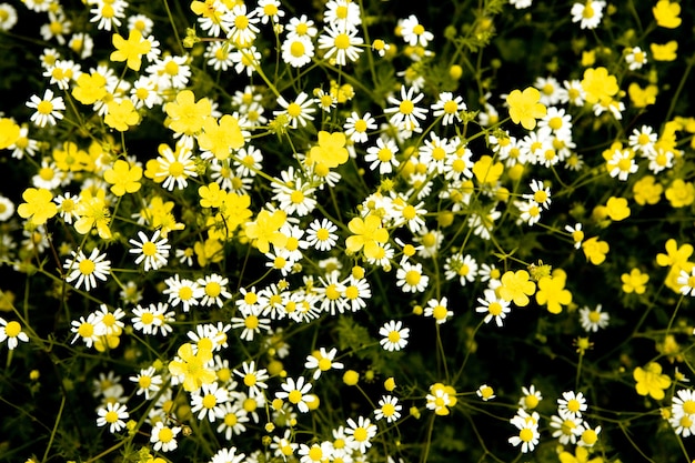 Campo de flores de camomila em lindo dia de sol