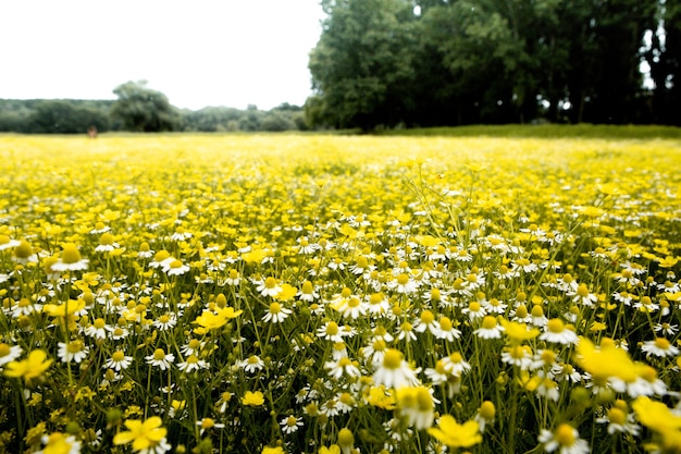 Campo de flores de camomila em lindo dia de sol