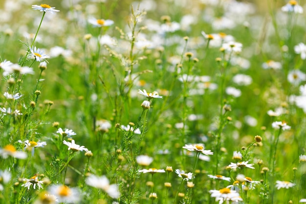 Campo de flores de camomila Uma bela cena natural com flores médicas florescentes Fundo de verão