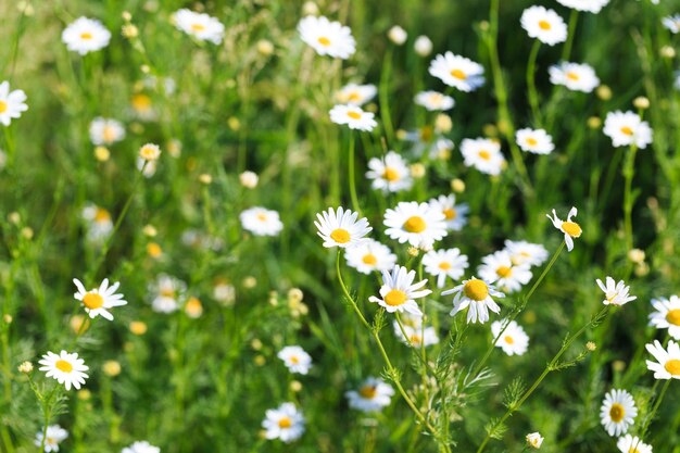 Campo de flores de camomila Uma bela cena natural com flores médicas florescentes Fundo de verão