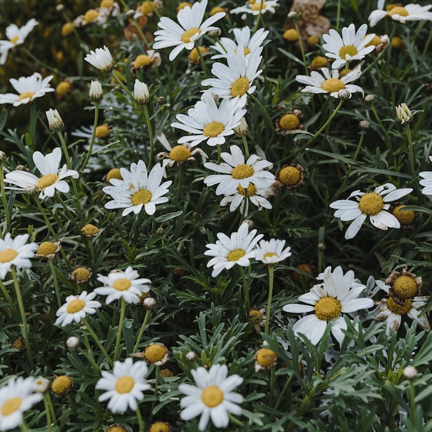 Campo de flores de camomila