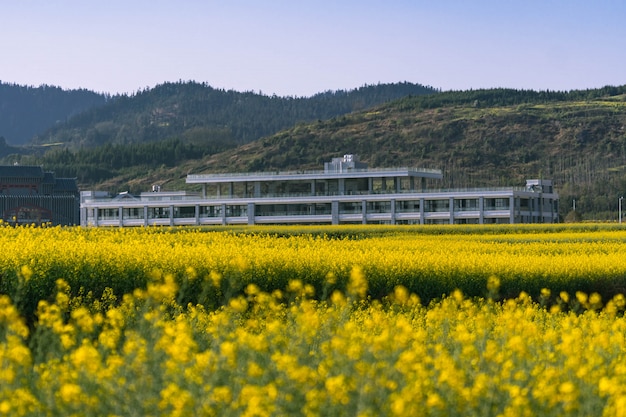 Campo de flores de colza amarelo com céu azul no condado de luoping, china