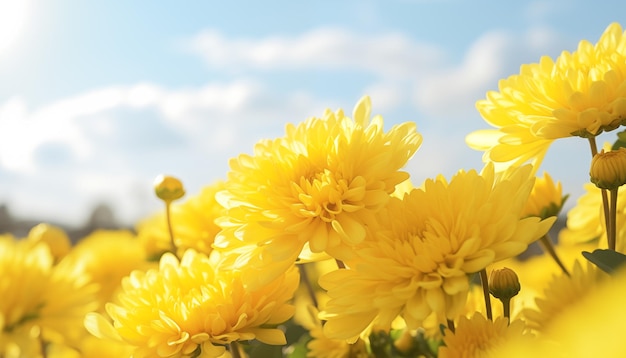 Campo de flores de crisantemo com céu azul claro desfocado bela vista natural em close-up