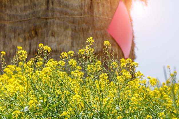 Campo de flores de estupro e celeiro