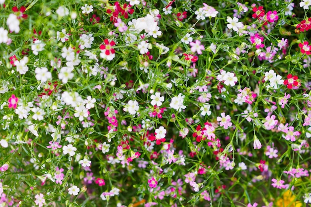 Campo de flores de gipsófila babysbreath