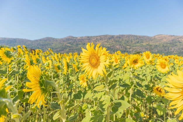 Campo de flores de girassol amarelo fundo natural