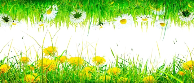 Campo de flores de grama no fundo da primavera com luz do sol