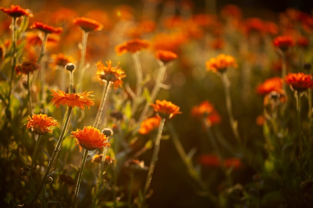 Campo de flores de laranjeira em fundo natural desfocado