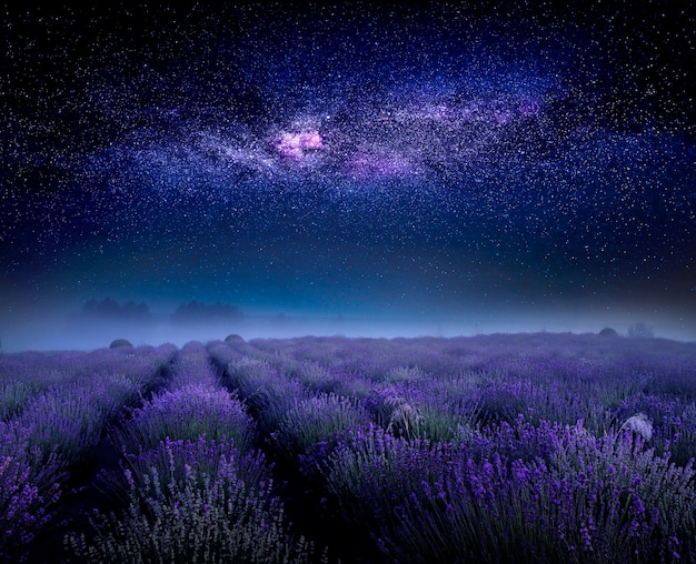 Campo de flores de lavanda e céu estrelado com a Via Láctea, bela paisagem de noite de verão.