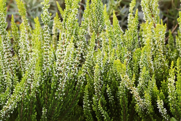 Foto campo de flores de ling também chamado common e scottish heather white flores de heather calluna vulgaris