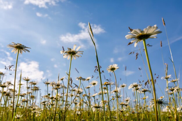 Campo de flores de margarida na primavera