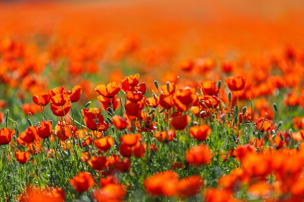 Campo de flores de papoula de milho Papaver rhoeas na primavera