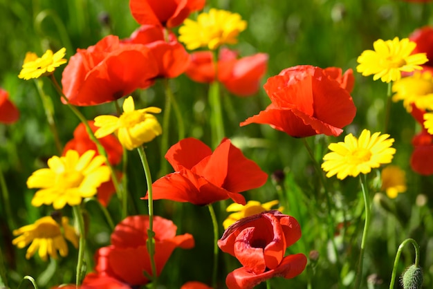 Campo de flores de papoula vermelha e detalhes na Itália