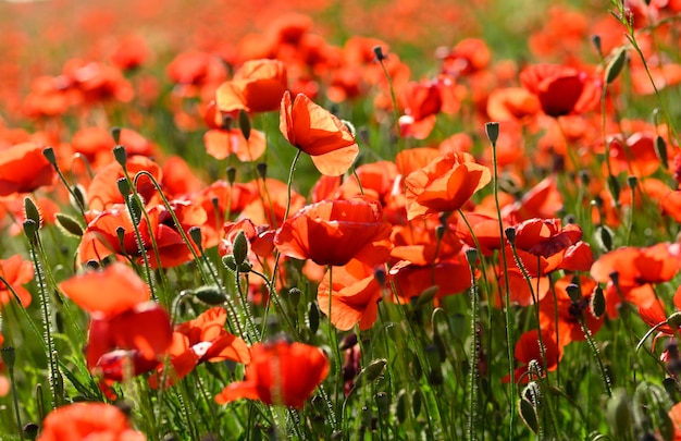 Campo de flores de papoula vermelha e detalhes na Itália