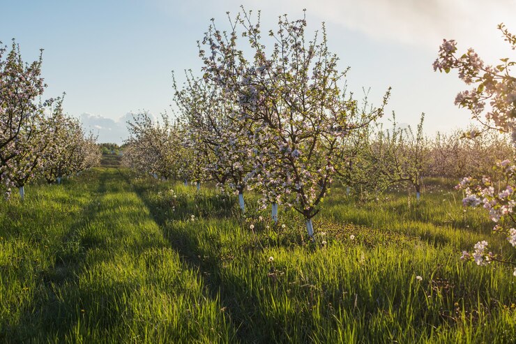 Foto campo de flores de primavera ao sol
