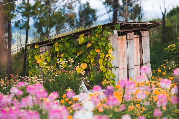 Campo de flores de primavera