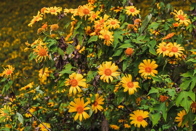 Campo de flores de primavera