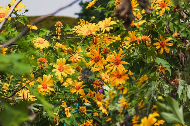 Campo de flores de primavera