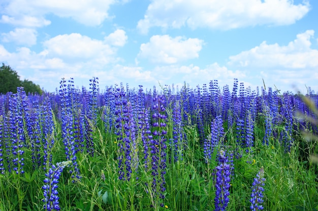 Campo de flores de tremoço, sob o céu azul.