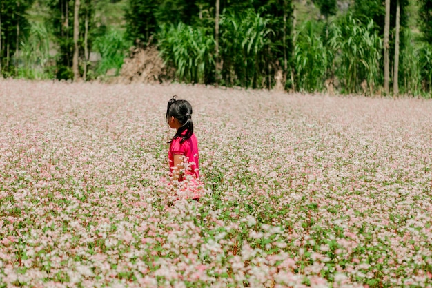 Campo de flores de trigo sarraceno em Ha Giang, Vietnã. Ha Giang é famoso pelo parque geológico global de Dong Van Karst plateau.