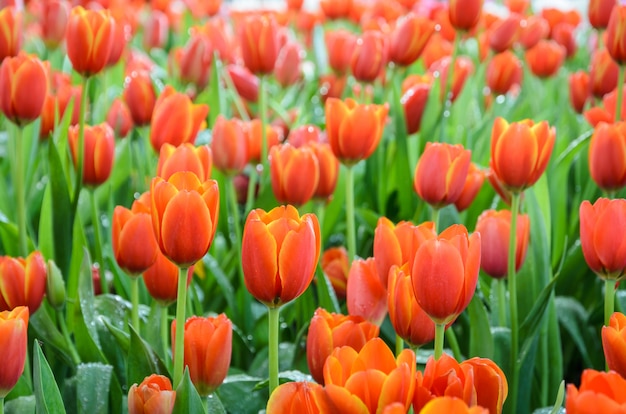 Campo de flores de tulipa laranja