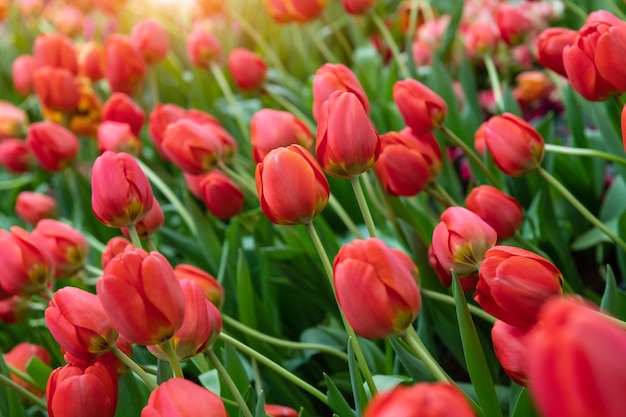 Campo de flores de tulipas coloridas com luz do sol ao ar livre